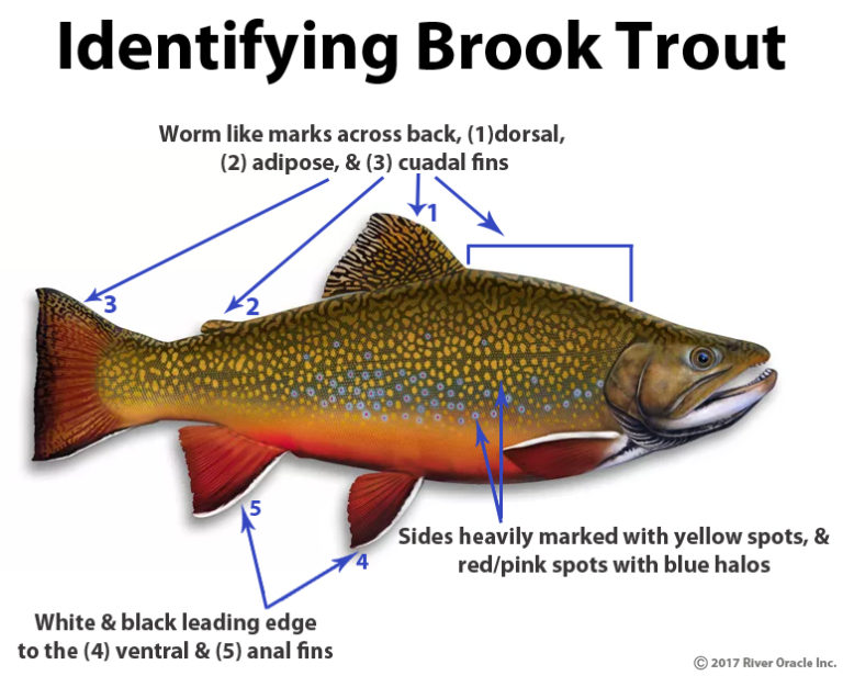 Trout Smart Series Brook Trout Fly Of The Month Club Wambolt And Associates 